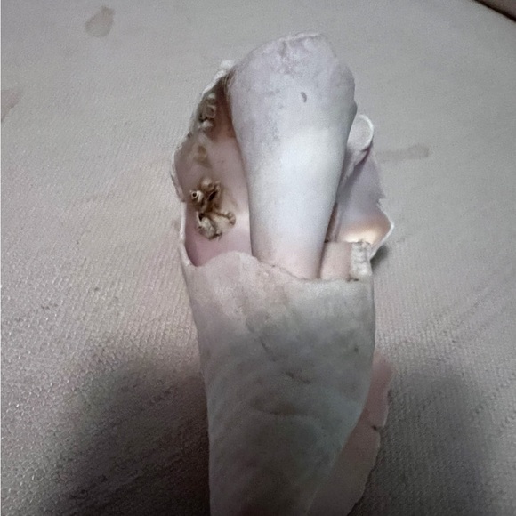 Large portion White Conch Shell - Picture 3 of 10